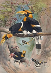 The Rhinoceros Hornbill By Joseph Wolf