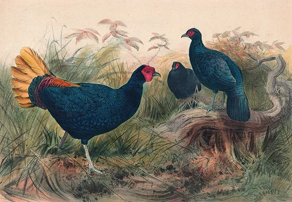 The Rufous Tailed Pheasant By Joseph Wolf