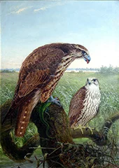Things Falcons 1864 By Joseph Wolf