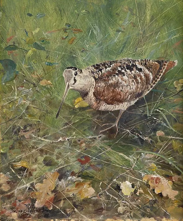 Eurasian Woodcock By Bruno Liljefors