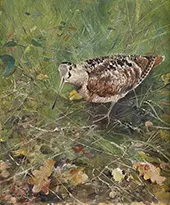 Eurasian Woodcock By Bruno Liljefors