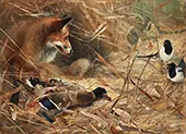 Fox and Magpies 1885 By Bruno Liljefors