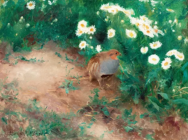 Grey Partridge with Ox Eye Daisies By Bruno Liljefors