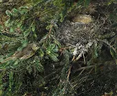 Song Thrush at Nest 1888 By Bruno Liljefors