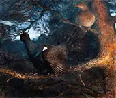 The Mating of the Capercaillies 1895 By Bruno Liljefors