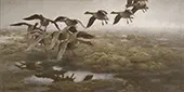 Wildgeese Settling 1907 By Bruno Liljefors