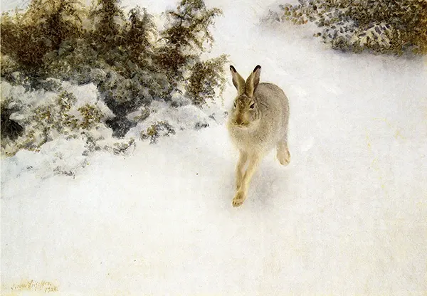 Winter Hare 1908 By Bruno Liljefors