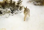 Winter Hare 1908 By Bruno Liljefors