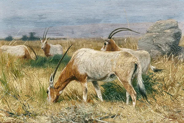 Antelopes 1893 By Richard Friese