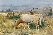 Antelopes 1893 By Richard Friese