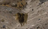 Lion in a Mountain Landscape 1899 By Richard Friese