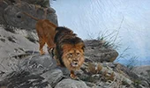 Lion By Richard Friese