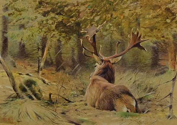 Lying Moose in Forest By Richard Friese