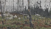 Mixed Forest in Canada 1908 By Richard Friese