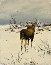 Moose Watching a Fox By Richard Friese