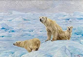 Three Polar Bears 1912 By Richard Friese