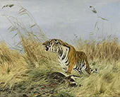 Tiger with Killed Nilgai Antelope By Richard Friese