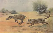 Dinictis and Protoceras 1904 By Charles R Knight