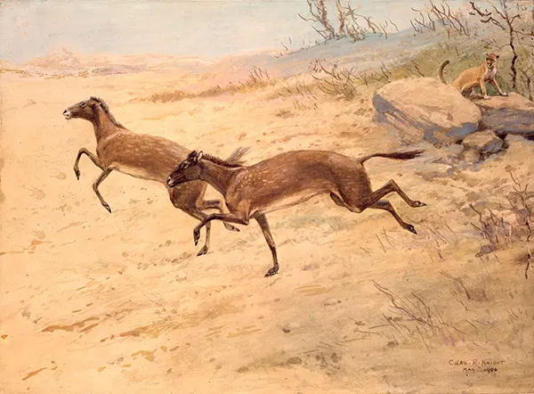 Mesohippus By Charles R Knight