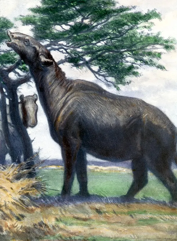 Paraceratherium By Charles R Knight