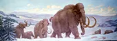 Woolly Mammoths By Charles R Knight