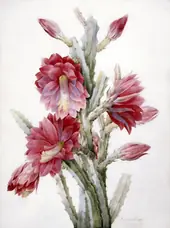 A Flowering Cactus Heliocereus Speciosus By Pierre-Joseph Redoute