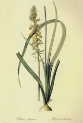 Albuca Abyssinica By Pierre-Joseph Redoute