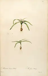 Allium Chamaemoly By Pierre-Joseph Redoute