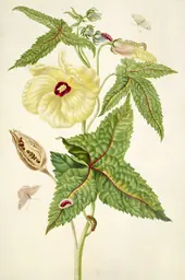 Abelmosk With Unidentified Insects By Maria Sibylla Merian