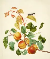 Apricot Branch With Dark Dagger Moth Caterpillar By Maria Sibylla Merian