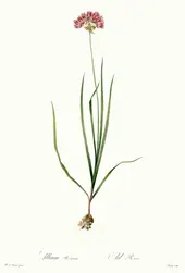 Allium Roseum By Pierre-Joseph Redoute