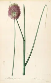 Allium Sphaerocephalon By Pierre-Joseph Redoute