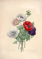 Anemone Simple By Pierre-Joseph Redoute