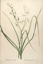 Anthericum Liliago By Pierre-Joseph Redoute