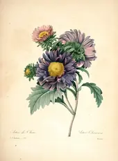 Callistephus Sinensis By Pierre-Joseph Redoute