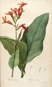 Canna Tuerckheimii C Gigantea By Pierre-Joseph Redoute
