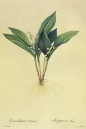 Convallaria Majalis By Pierre-Joseph Redoute