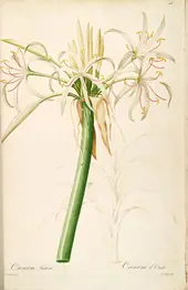 Crinum Asiaticum Var Pedunculatum As Crinum Taitense By Pierre-Joseph Redoute
