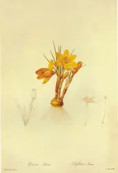 Crocus Flavus By Pierre-Joseph Redoute