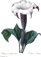 Datura a Fruit Lisse By Pierre-Joseph Redoute