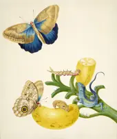 Banana with Teucer Owl Butterfly and Rainbow Whiptail Lizard By Maria Sibylla Merian