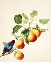 Blue Backed Manakin on a Branch of Pear By Maria Sibylla Merian
