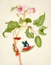 Branch of Achiote With Firetip Butterfly By Maria Sibylla Merian