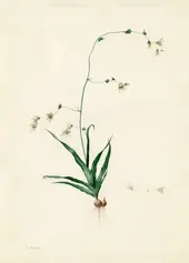 Diasia Iridifolia By Pierre-Joseph Redoute