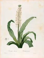 Eucomis Punctata By Pierre-Joseph Redoute