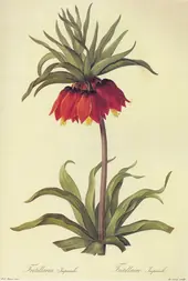 Fritillaria Imperialis By Pierre-Joseph Redoute