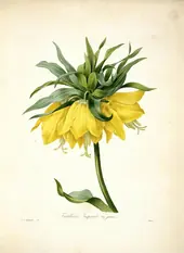 Fritillaria Imperialis Var Jaune By Pierre-Joseph Redoute