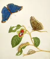 Branch of an Unidentified Tree With Menelaus Blue Morpho Butterfly By Maria Sibylla Merian