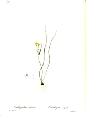 Gagea Spathacea By Pierre-Joseph Redoute