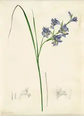 Gladiolus Ringens By Pierre-Joseph Redoute